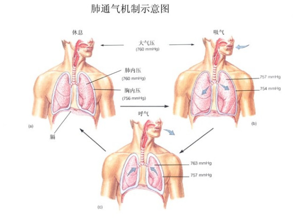 肺炎-哮喘-慢阻肺-咳嗽-咳喘-支氣管炎-肺功能檢測(cè)儀-呼吸訓(xùn)練器-心臟病-心血管疾病-歌唱-肺通氣-練聲-氣息--呼吸峰流速儀