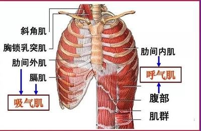 游泳-呼吸肌-換氣-吸氣肌-呼氣肌-呼吸-潛水-運動-夏日-肺活量-肺功能-呼吸訓(xùn)練器-肺功能檢測儀-呼吸峰流速儀-游泳姿勢-運動員-呼吸困難